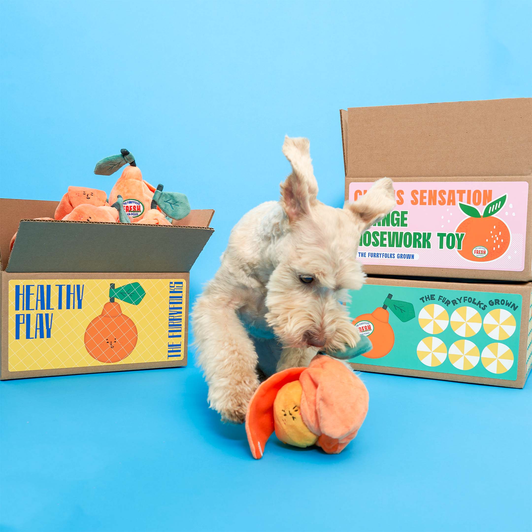 ORANGE NOSEWORK TOY