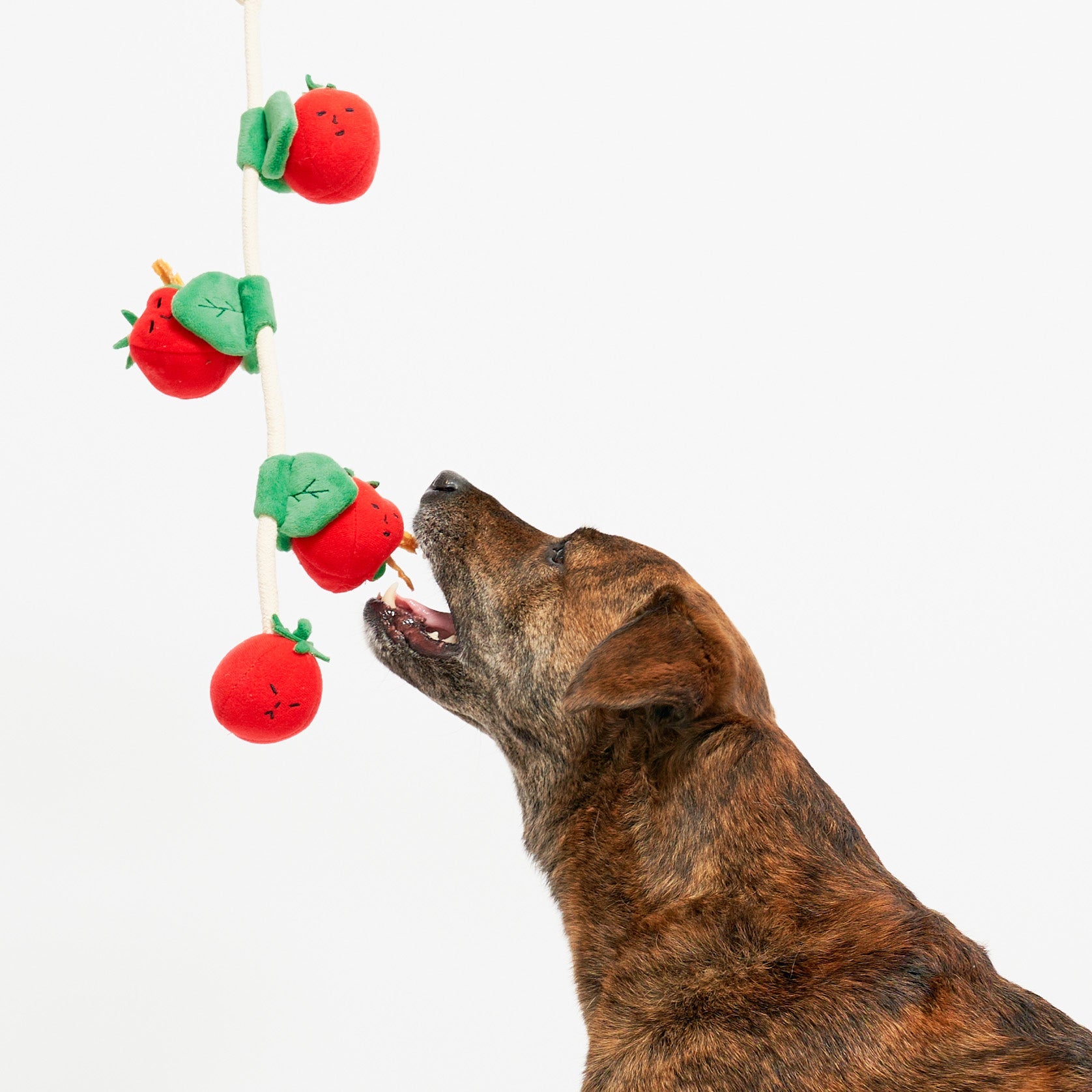Cherry Tomato Nose Work & Tug Toy