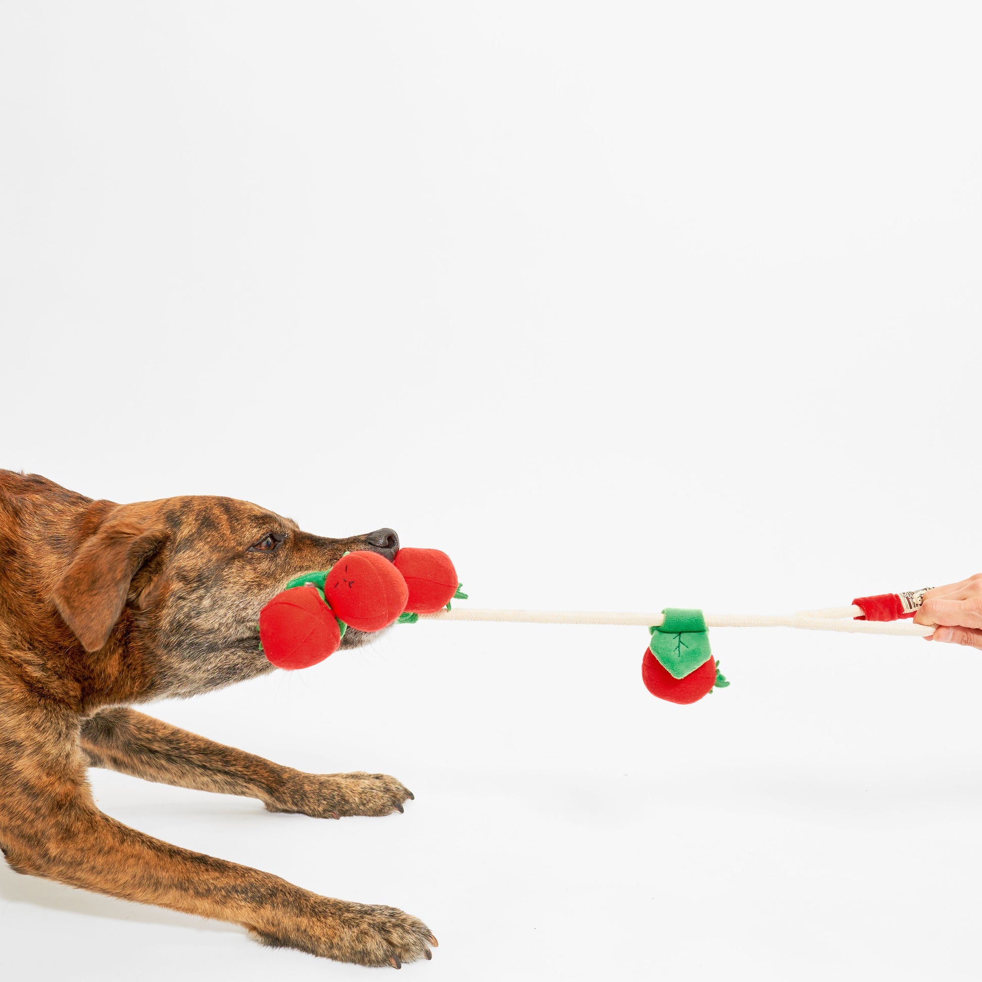 Cherry Tomato Nose Work & Tug Toy