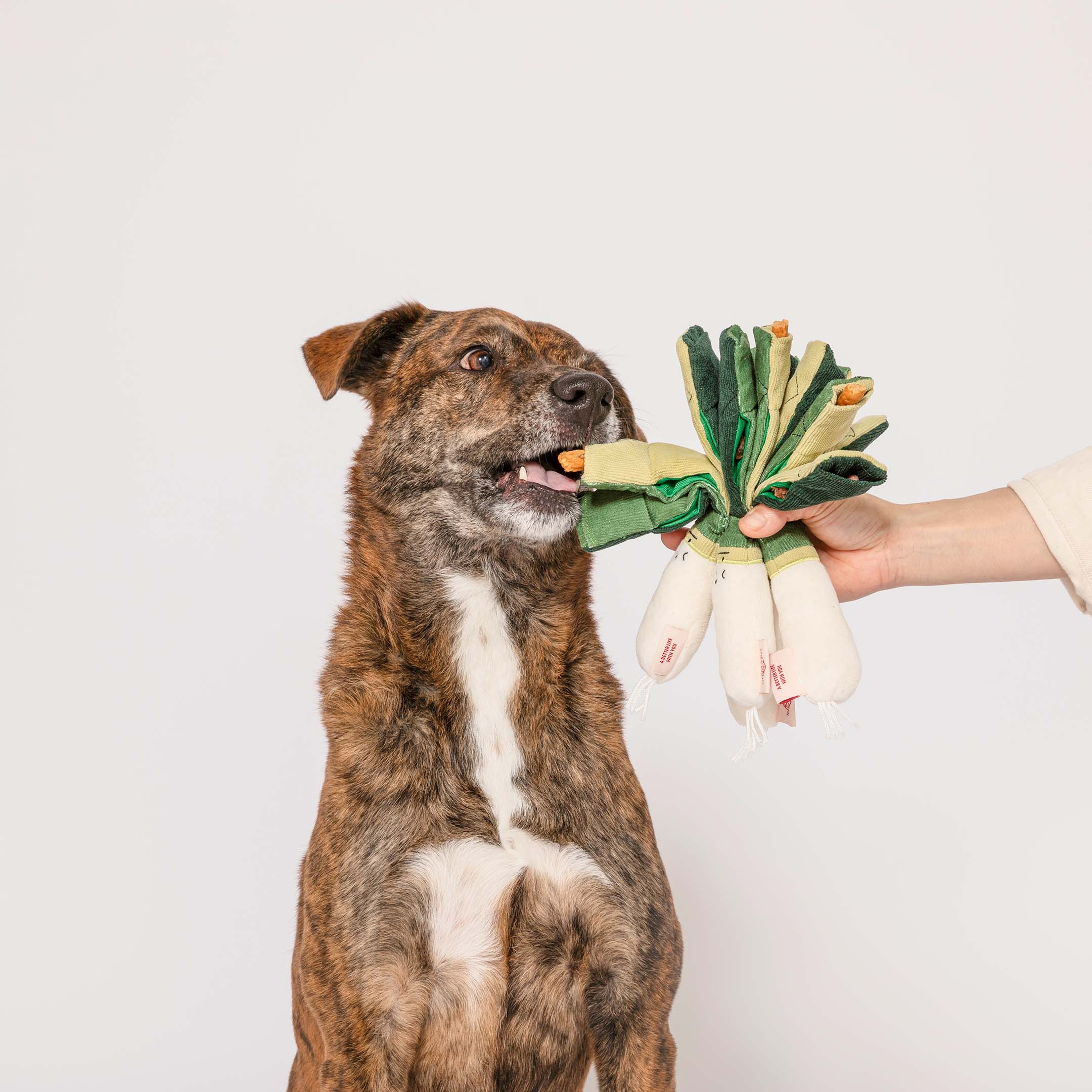 Green Onion Nosework Toy