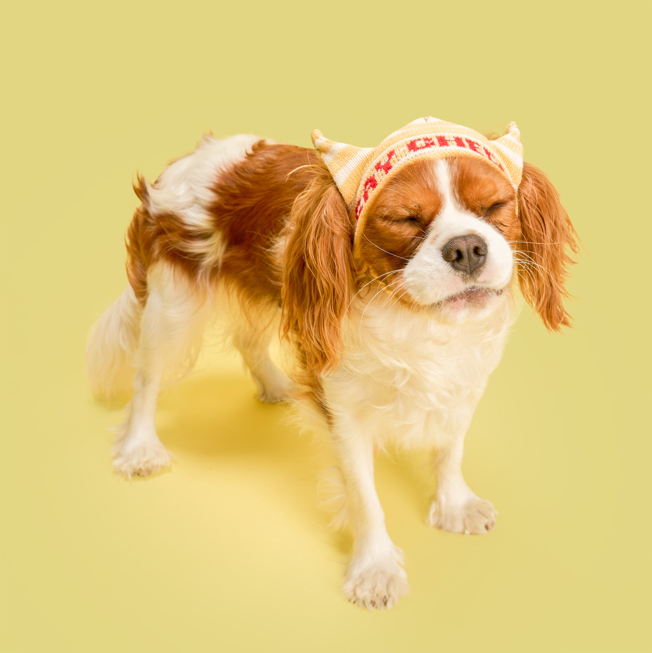 Party Crown
