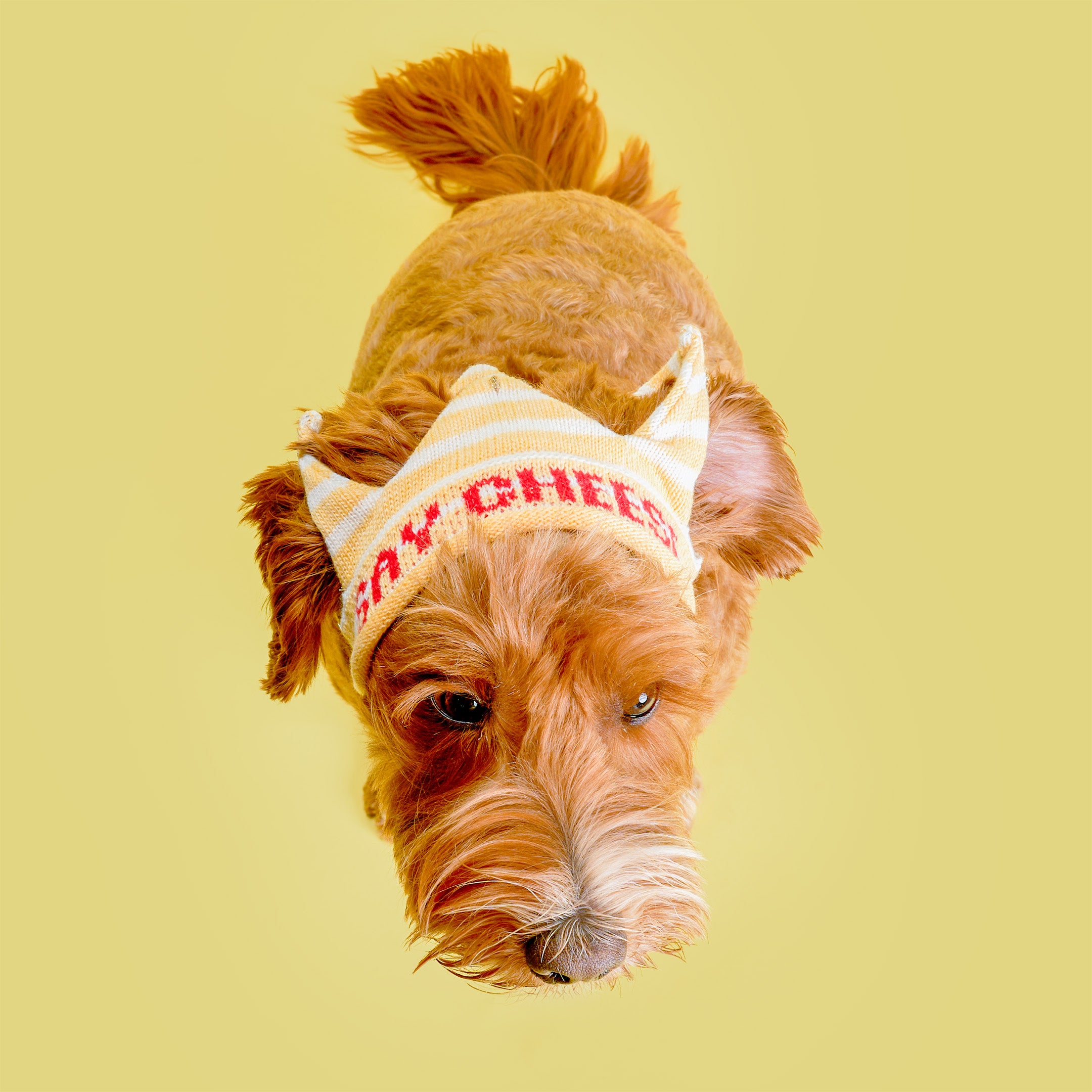 Party Crown
