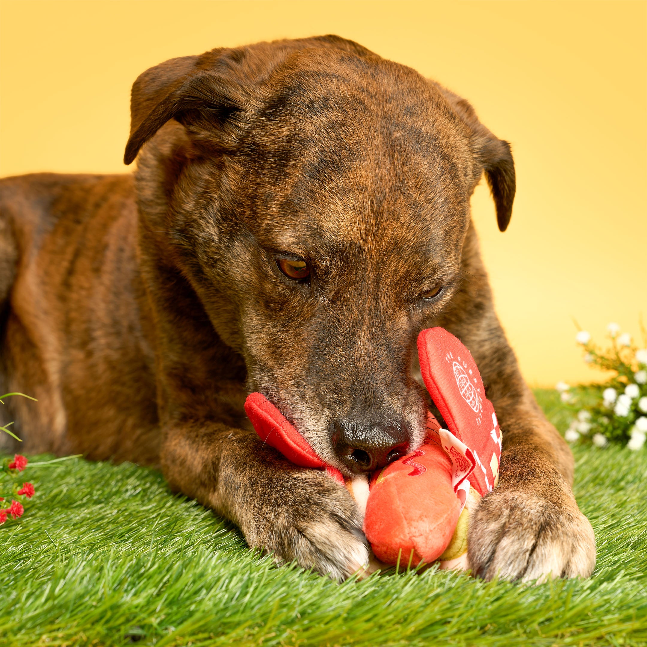 Hot Doggie Nosework Toy