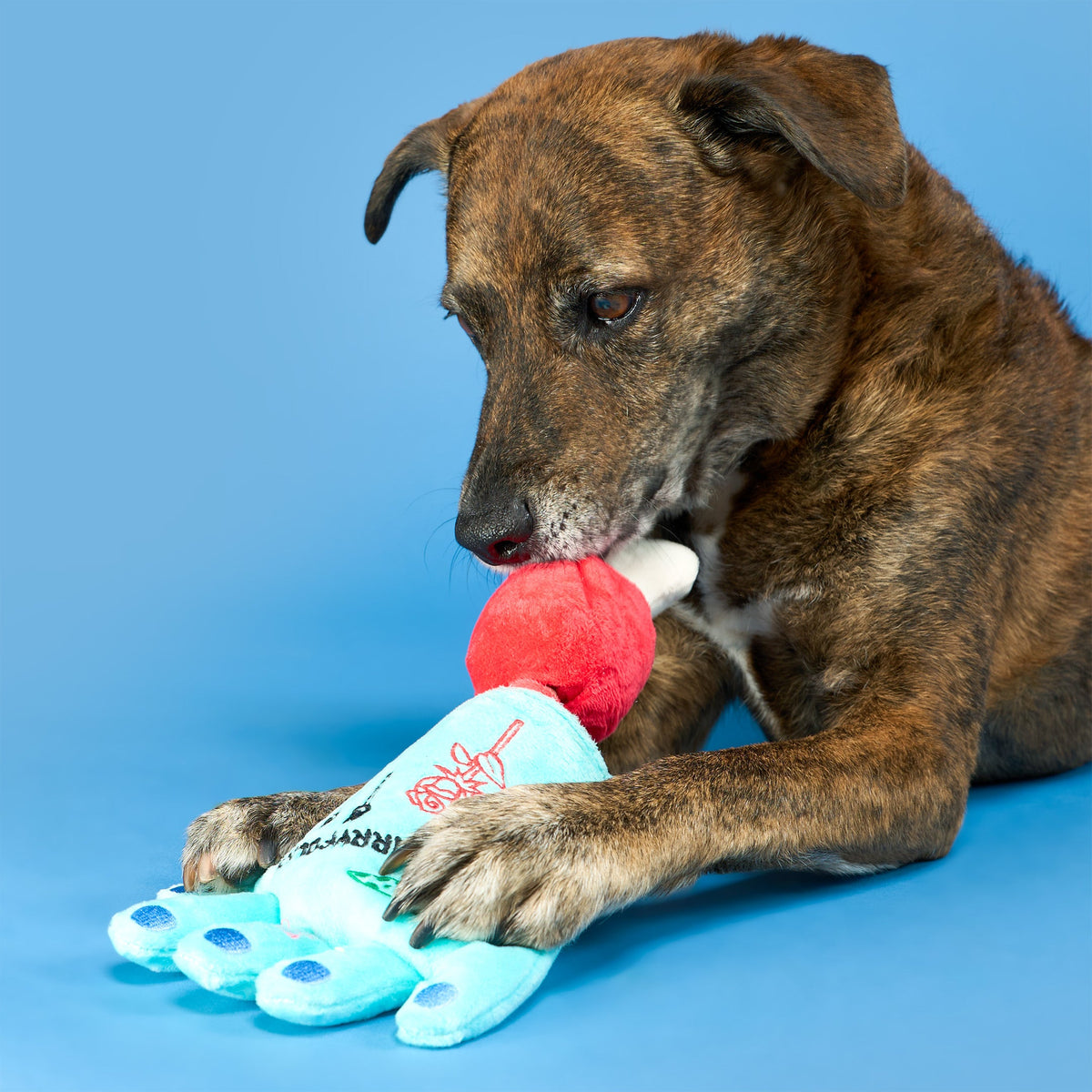 Lost Hand Nosework Dog Toy