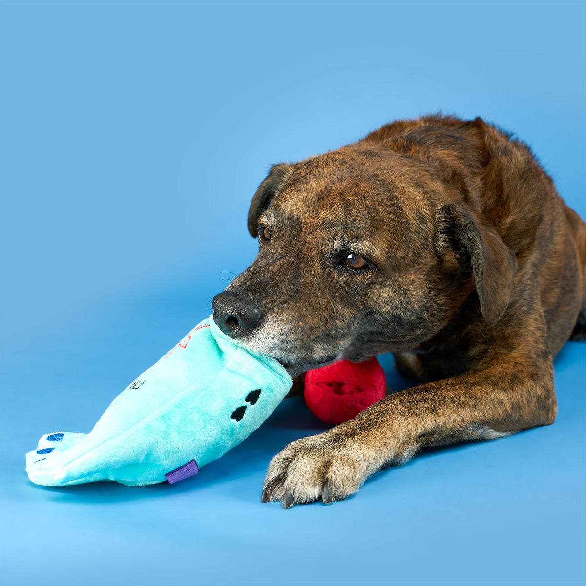 Lost Hand Nosework Dog Toy