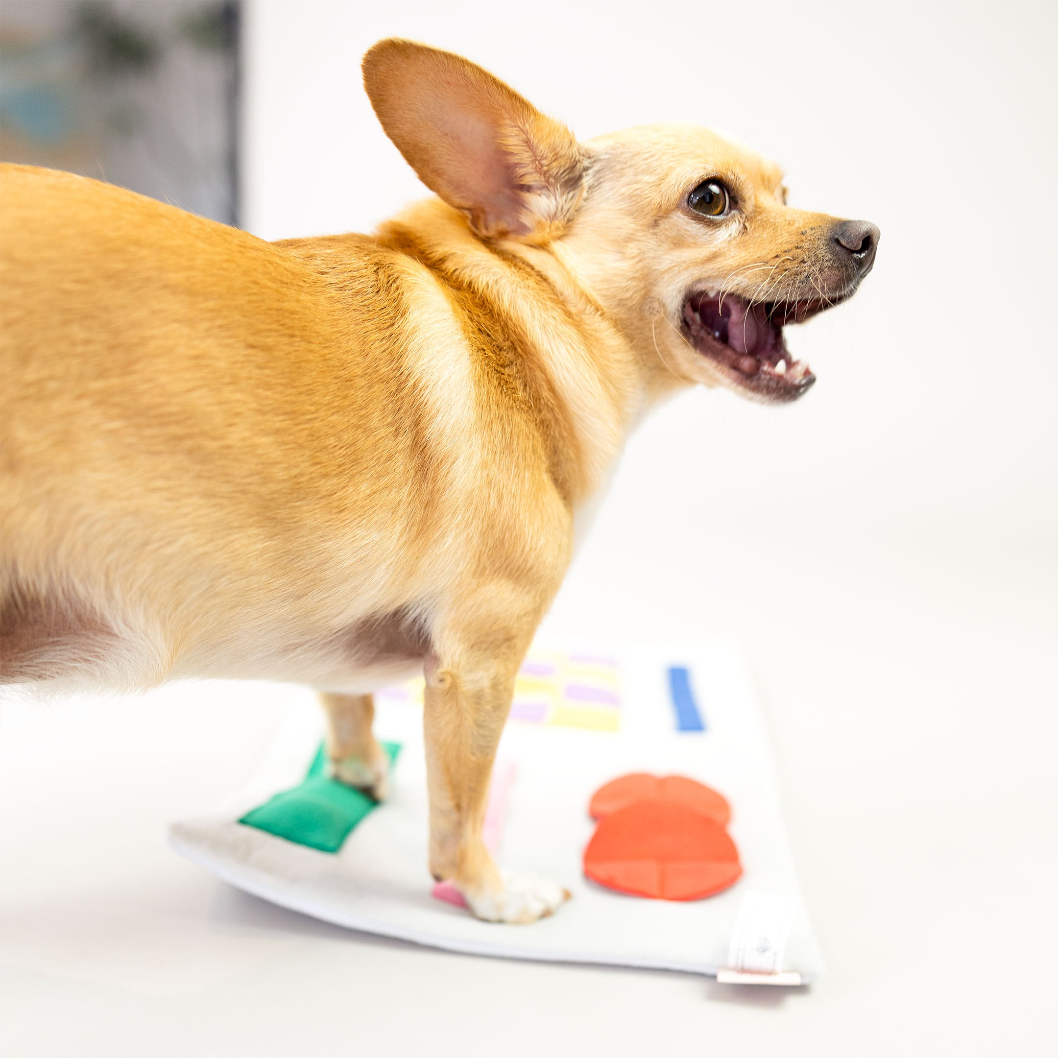 Newspaper Nosework Toy