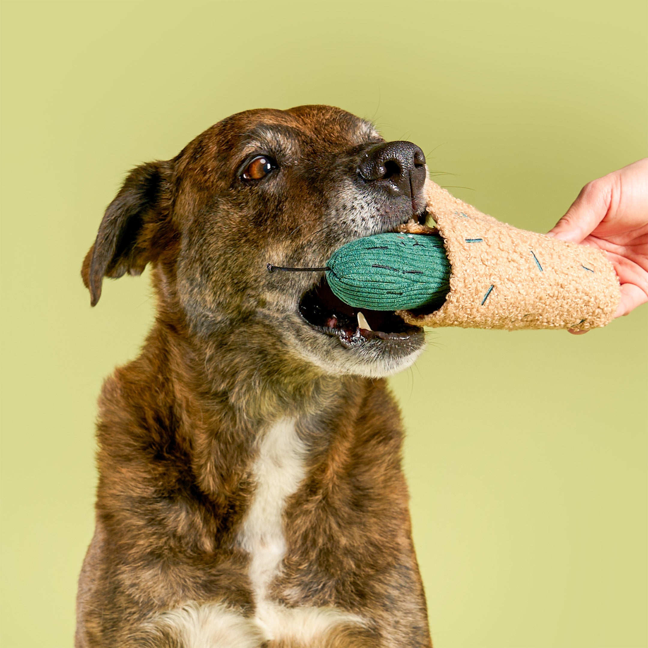 Fried Pickle Nosework Dog Toy