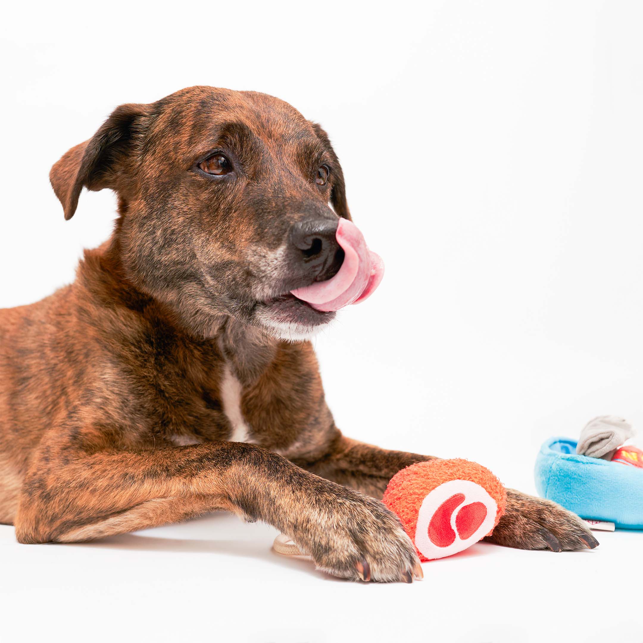 TINNED JAMÓN NOSEWORK TOY