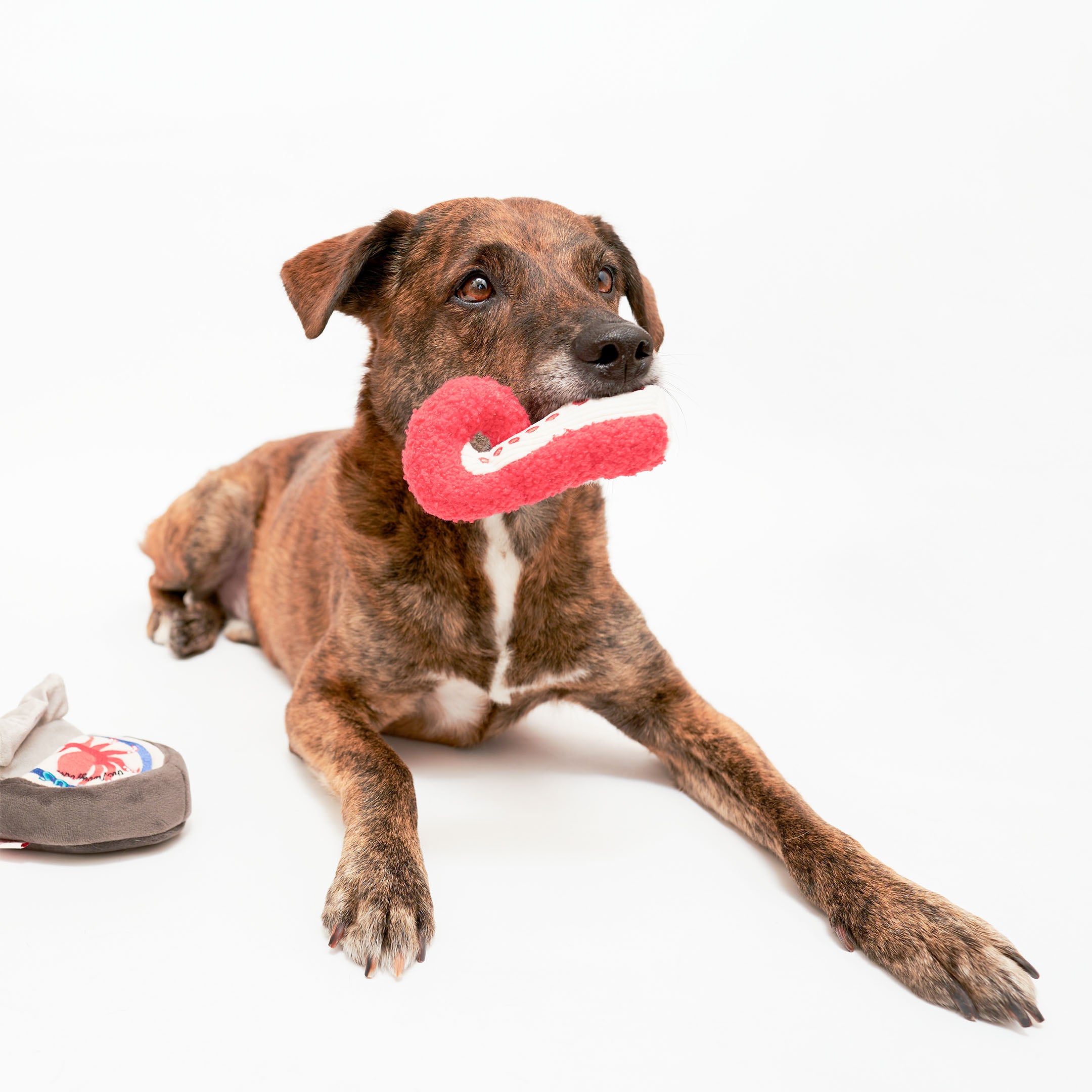 TINNED OCTOPUS NOSEWORK TOY