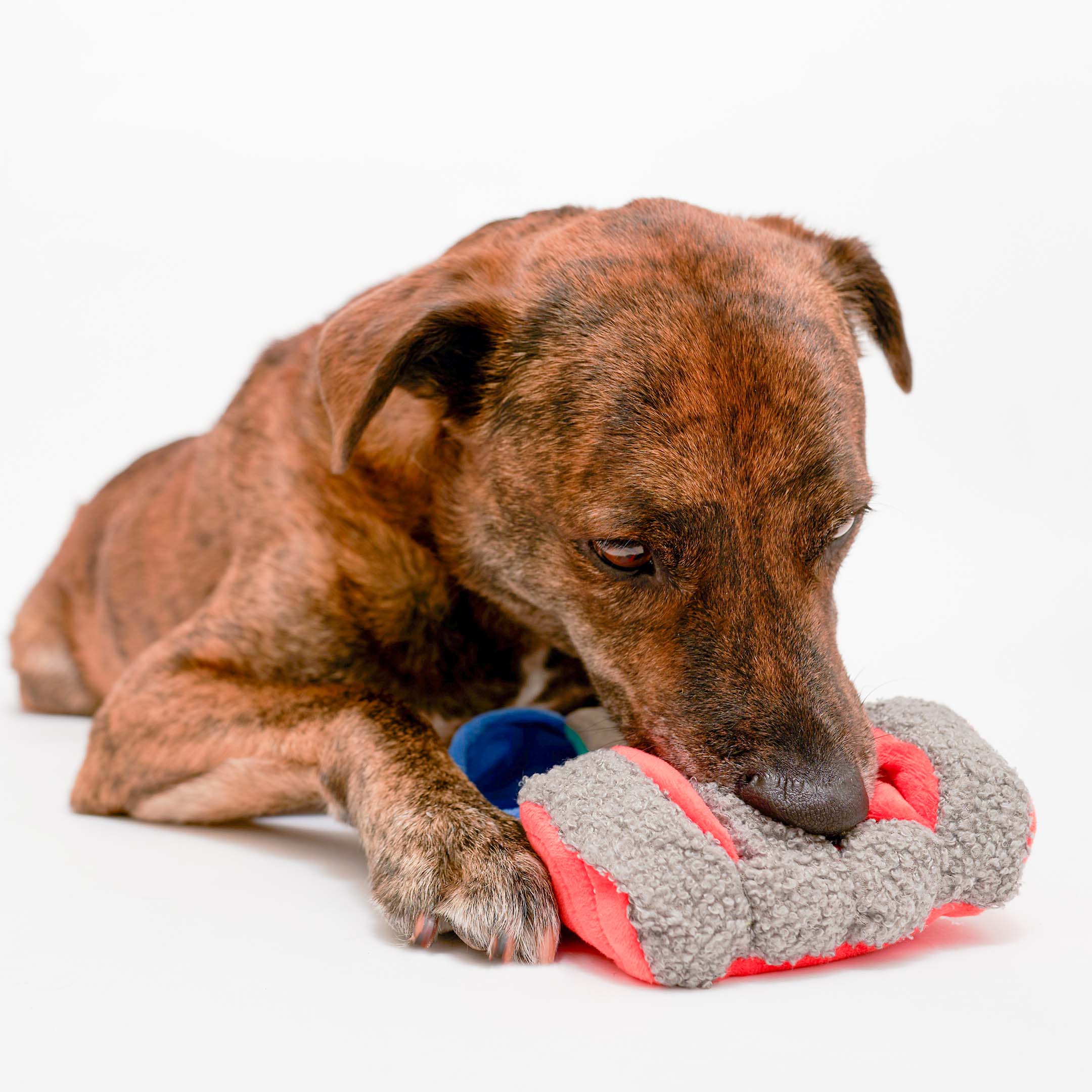 TINNED SALMON NOSEWORK TOY