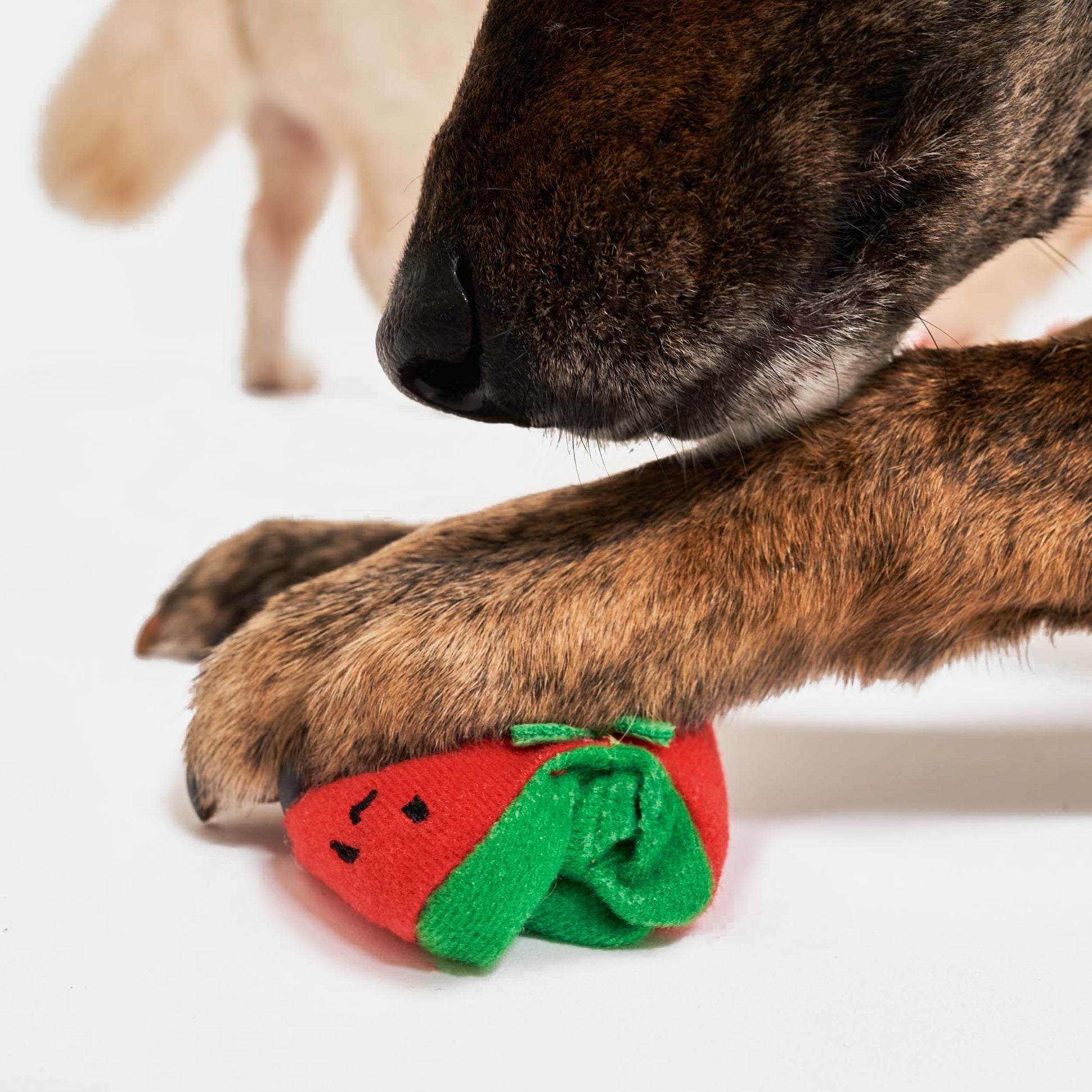 Cherry Tomato Nose Work &amp; Tug Toy