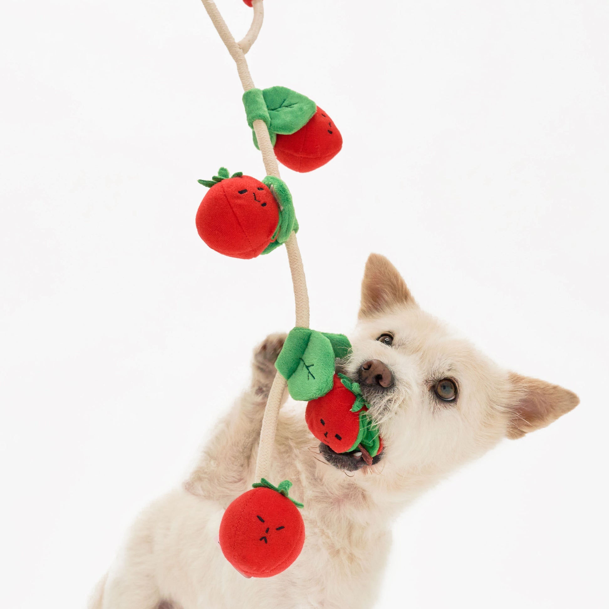 Cherry Tomato Nose Work &amp; Tug Toy