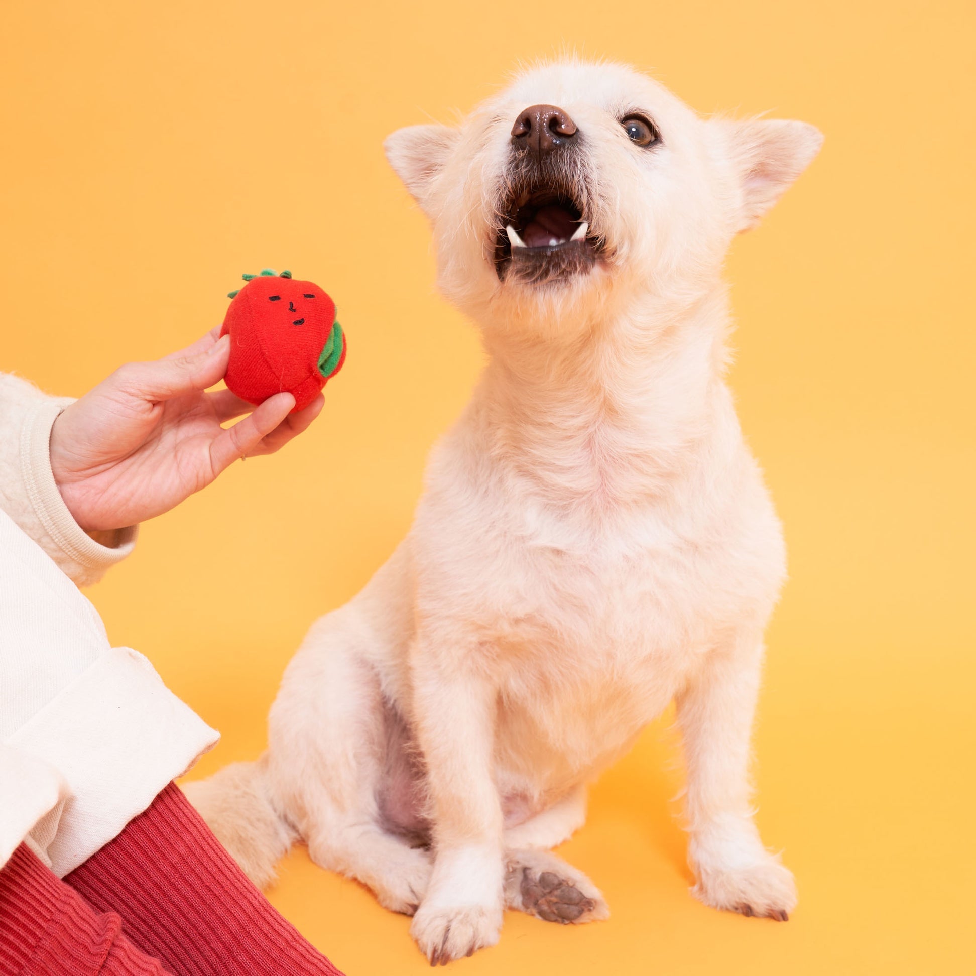 Cherry Tomato Nose Work &amp; Tug Toy